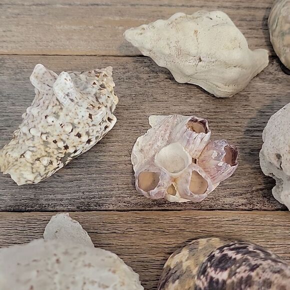 Assorted Seashell and Coral Collection 20 pieces - Picture 12 of 12